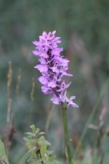 Dactylorhiza fuchsii
