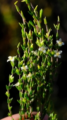 Lachnaea axillaris