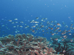Chromis ternatensis
