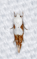 Mompha circumscriptella
