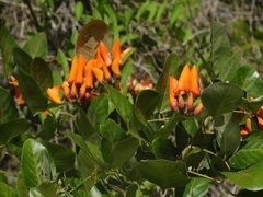 Erythrina fusca