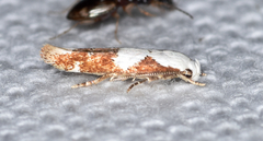 Mompha circumscriptella