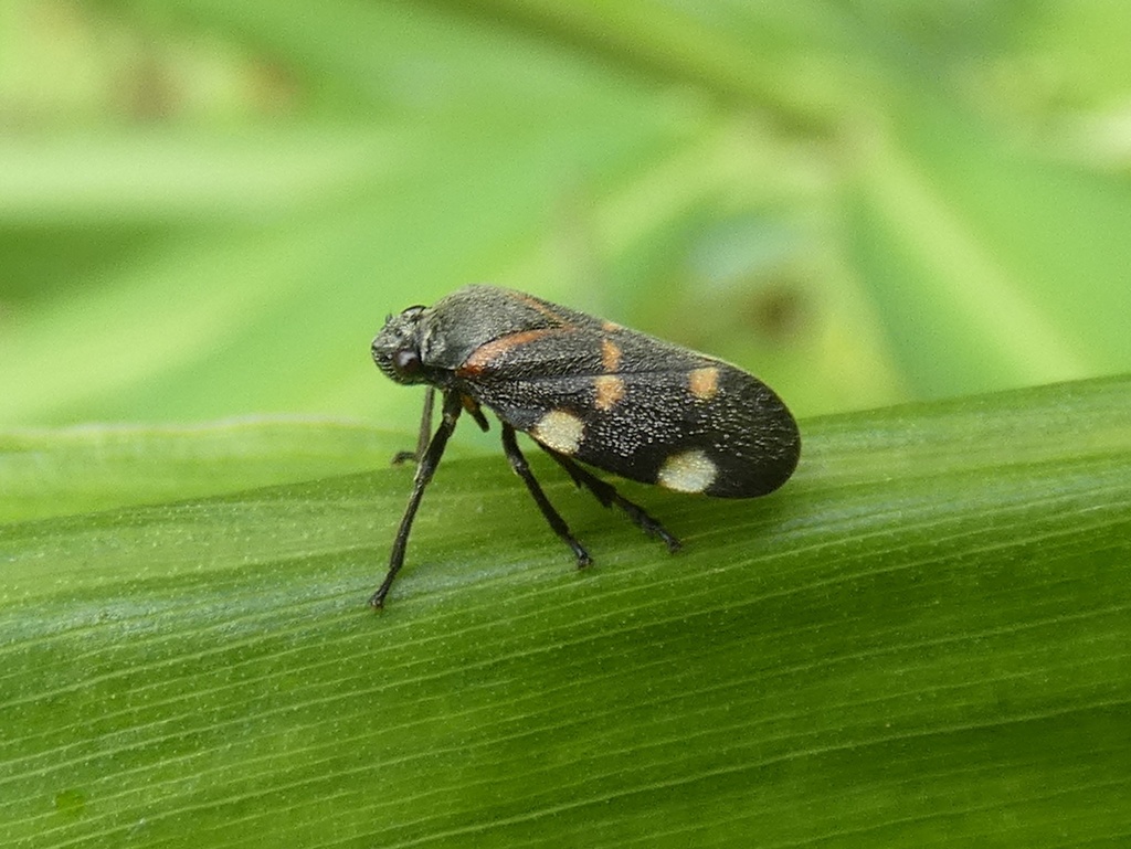 Aeneolamia lepidior