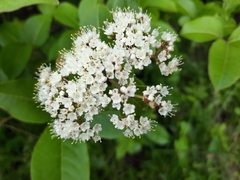 Viburnum cassinoides image