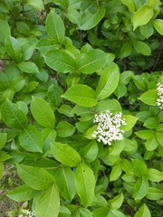 Viburnum cassinoides image