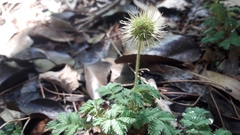 Acaena ovalifolia