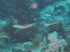 Pseudocoris yamashiroi