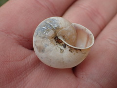 Helminthoglypta traskii isidroensis