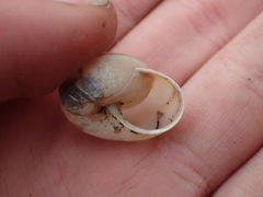 Helminthoglypta traskii isidroensis