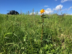Trollius asiaticus