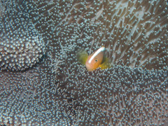 Amphiprion sandaracinos