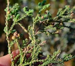 Erica glabella laevis