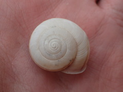 Helminthoglypta traskii isidroensis