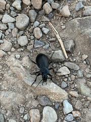 Carabus taedatus