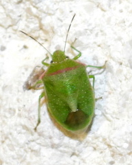 Thyanta custator custator