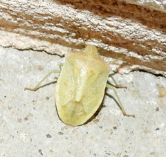 Thyanta custator custator