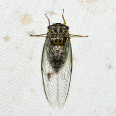 Diceroprocta vitripennis