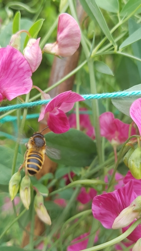 Banded Mud Bee, 6708 DE Wageningen, Netherlands, photo 7 of 10