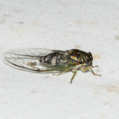 Diceroprocta vitripennis