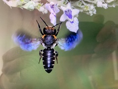 Megachile faceta