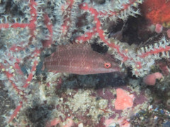 Oxycheilinus orientalis