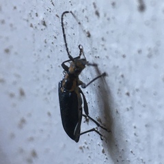 Enoploderes vitticollis