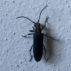 Enoploderes vitticollis