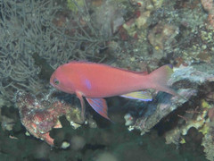 Pseudanthias pleurotaenia