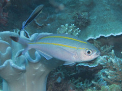 Pterocaesio digramma