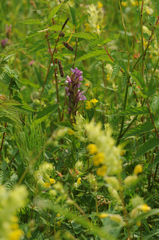 Dactylorhiza incarnata