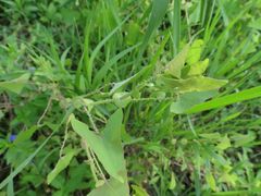Persicaria perfoliata