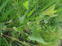 Persicaria perfoliata