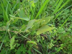 Persicaria perfoliata