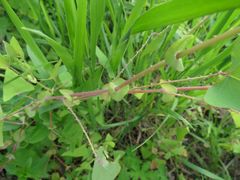 Persicaria perfoliata