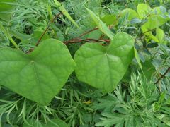 Menispermum dauricum