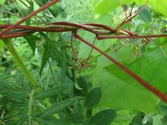 Menispermum dauricum