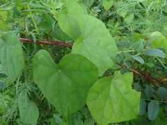 Menispermum dauricum