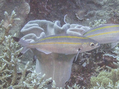 Pterocaesio digramma