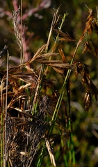 Thamnochortus pellucidus