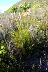Thamnochortus pellucidus