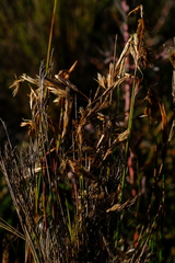 Thamnochortus pellucidus