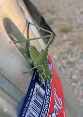 Eremopedes covilleae