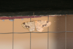 Idaea trigeminata