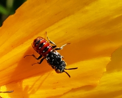 Holcopasites calliopsidis