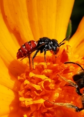 Holcopasites calliopsidis