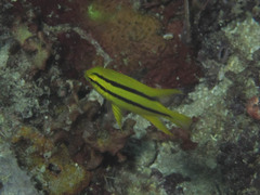 Neoglyphidodon nigroris