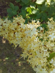 Syringa reticulata