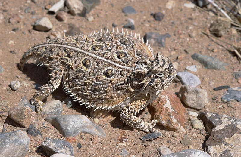 lagarto cornudo de cola plana