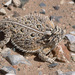 Texas Horned Lizard - Photo (c) Ad Konings, some rights reserved (CC BY-NC), uploaded by Ad Konings
