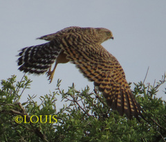 Falco rupicoloides